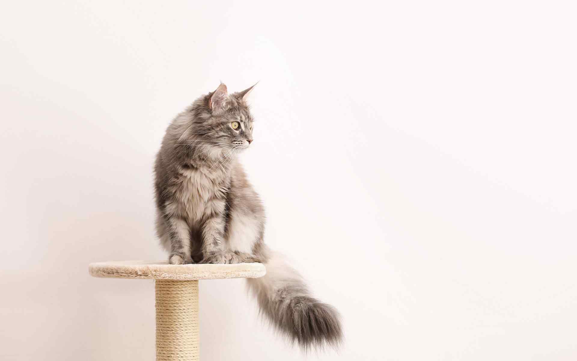 Can Cats Stay Home During Vacation?