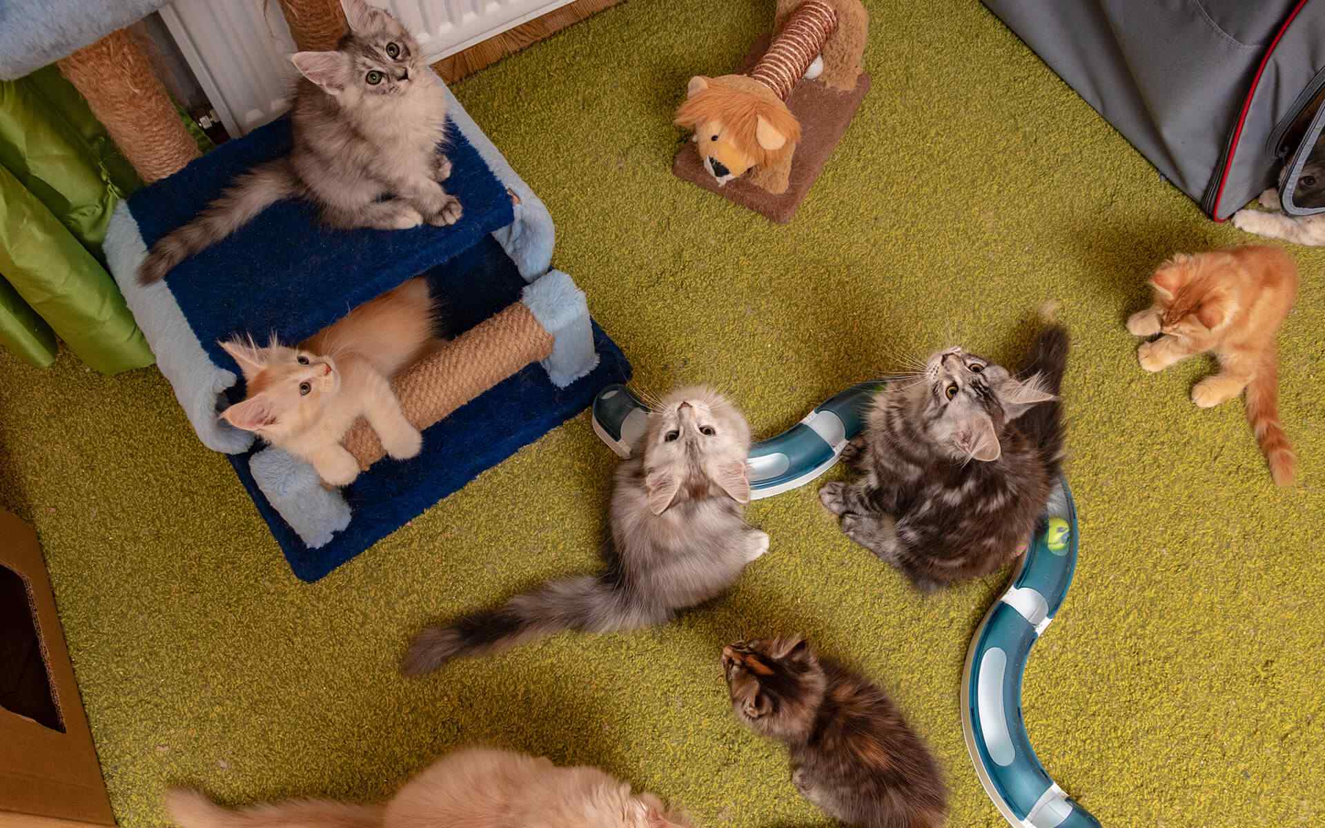 Prepare Holiday Boarding for Your Pet