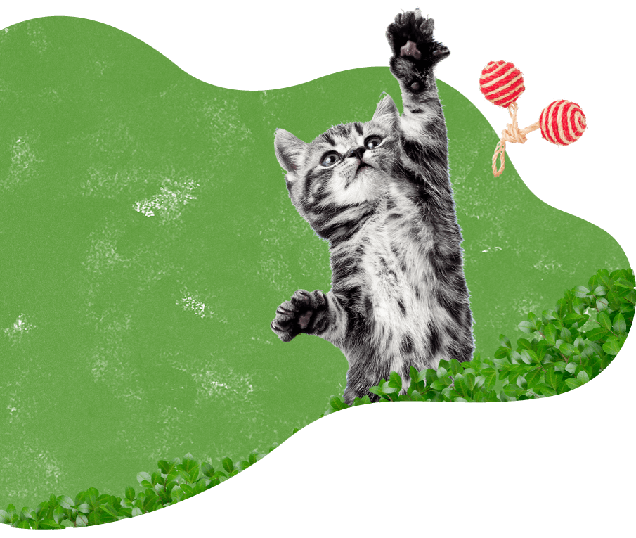 https://dresspets.com/wp-content/uploads/2019/08/cat_green_background.png